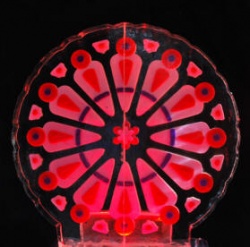 Rose window large.JPG