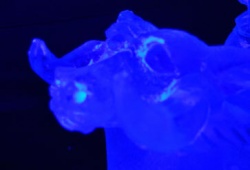 yaun taun close up.JPG