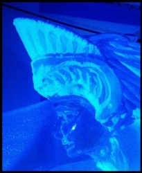 mermaid 2.JPG