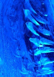 feather close up blue.jpg