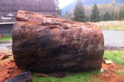 wood and ice 1.JPG