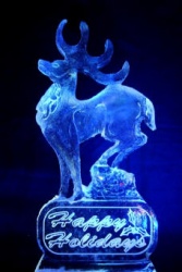 stag photo.JPG
