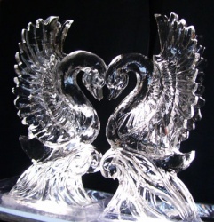 swans angle view.jpg