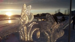 butterflies sunset.jpg