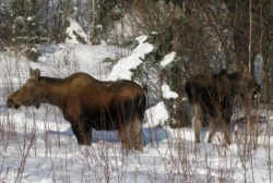 Ice Alaska misc ice carvig 7.JPG